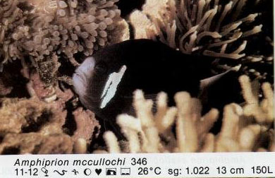 Amphiprion mccullochi
